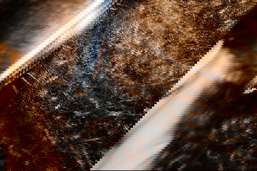 Woman having hair brushed demonstrating the importance of healthy hair from trichologists like Philip Kingsley